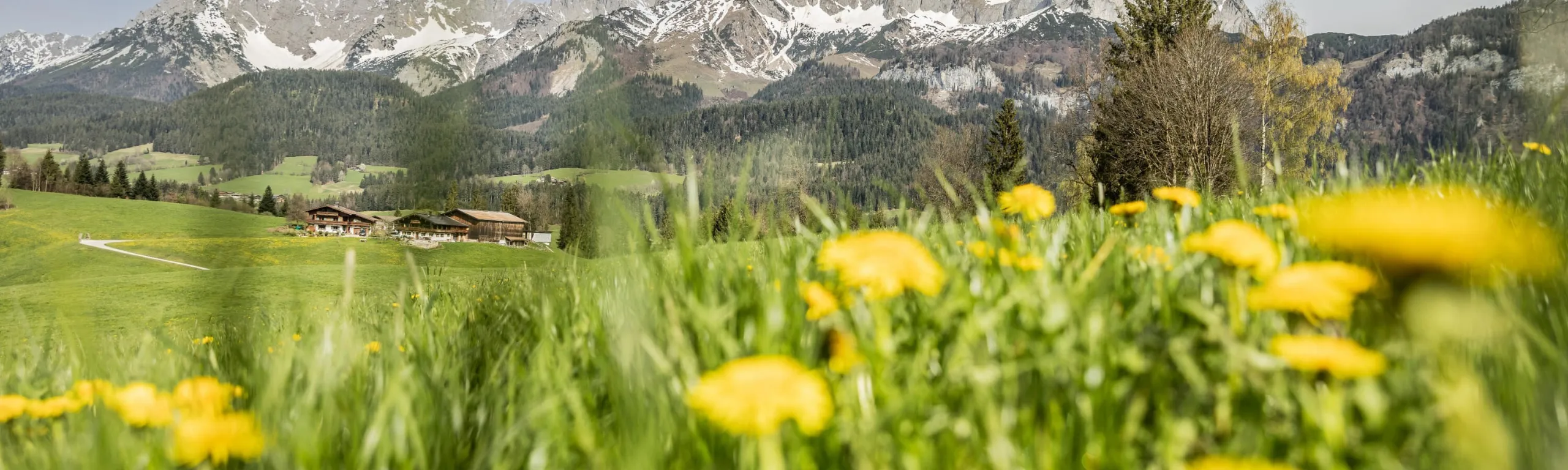 Blumenwiese vor dem Wilden Kaiser bei St. Johann in Tirol im Sommer